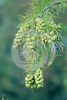 Taxodium distichum photo