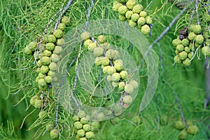 Taxodium distichum photo