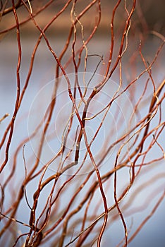 Close-up of branches of Salix matsudana \