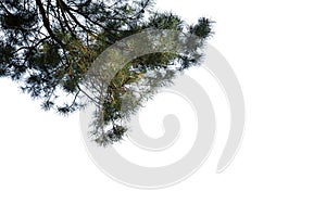 Close-up of the branches of a Scots pine isolated on white background