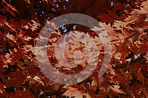 Close up of a branches of a Sunset Maple tree filled with vibrant orange and red leaves in the fall in Trevor, Wisconsin