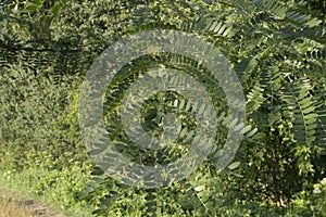 close-up: branches of thorntree acacia