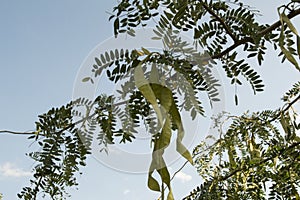 close-up: branches of thorntree acacia long big seed pods