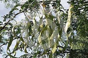close-up: branches of thorntree acacia with plenty long big seed pods