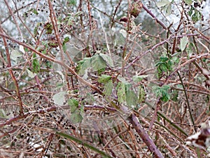 Close up of branches thorny foliage winter cold