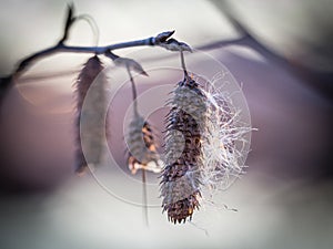 Close up of branches of tree without leaves with tree catkins. Macro.