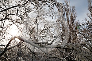 Close up of branches of trees covered with ice and snow with sun at the background, sleet load. Weather forecast concept