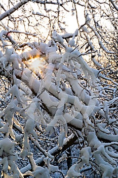 Close up of branches of trees covered with ice and snow with sun at the background, sleet load. Weather forecast concept