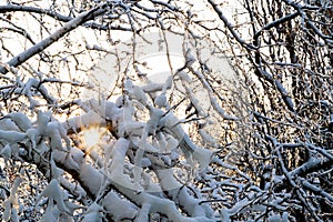 Close up of branches of trees covered with ice and snow with sun at the background, sleet load. Weather forecast concept. Snowy