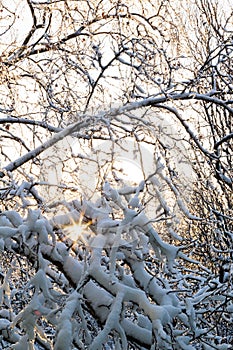 Close up of branches of trees covered with ice and snow with sun at the background, sleet load. Weather forecast concept. Snowy