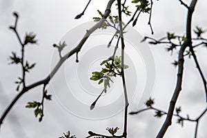 Close Up Branches Of A Ulmus Camperdownii Tree At Amsterdam The Netherlands 4-4-2024 photo