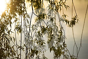 Close up of branches from a weeping willow