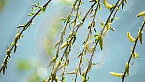 close-up branches of a weeping willow branches with fresh green spring goslings shaking in the wind, set against a