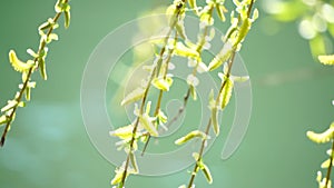 close-up branches of a weeping willow branches with fresh green spring goslings shaking in the wind, set against a