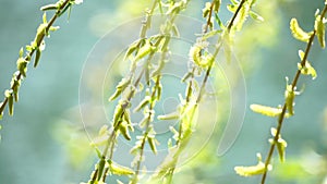 close-up branches of a weeping willow branches with fresh green spring goslings shaking in the wind, set against a