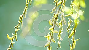 close-up branches of a weeping willow branches with fresh green spring goslings shaking in the wind, set against a