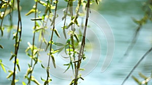 Close-up branches of a weeping willow branches with fresh green spring goslings shaking in the wind, set against a