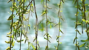 Close-up branches of a weeping willow branches with fresh green spring goslings shaking in the wind, set against a