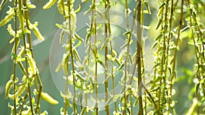 close-up branches of a weeping willow branches with fresh green spring goslings shaking in the wind, set against a