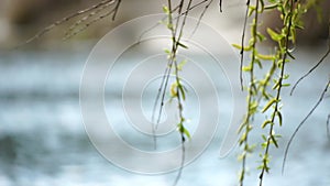 Close-up branches of a weeping willow branches with fresh green spring goslings shaking in the wind, set against a