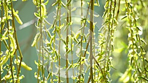 close-up branches of a weeping willow branches with fresh green spring goslings shaking in the wind, set against a