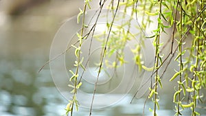 close-up branches of a weeping willow branches with fresh green spring goslings shaking in the wind, set against a