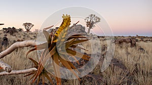 Close up of branches and yellow flowers of a quiver tree in full bloom among yellow grass bushveld