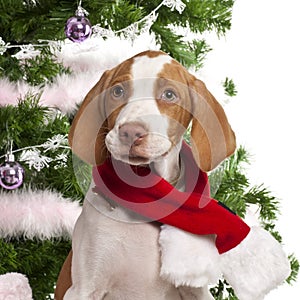 Close-up of Braque Saint-Germain puppy, 3 months