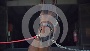 Close up of brawn horse standing. In back ground stall of a riding school.