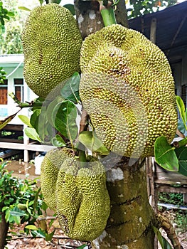 Close up of breadfruit. Tropical fruit on the breadfruit tree. Food and Agriculture of the French Antilles. Tropical and Caribbean