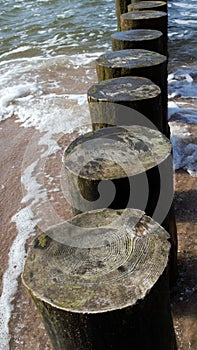 A close-up of the breakwater in the form of wooden piles