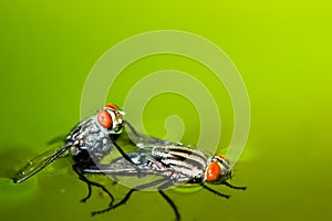 Close up breeding fly