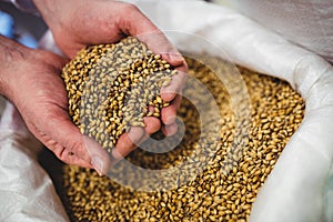 Close-up of brewery manufacturer holding barley