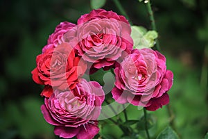 Close up of a bridal bouquet shape of blooming deep pink double-flowered roses on blurred rose garden background