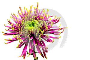 Close up of a bright beautiful pink chrysanthemum flower isolated on white