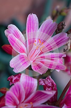 Close up of a bright Bitterroot flower on a blurred background photo