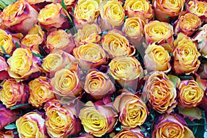 Close-up of bright bunch of freshly cut beautiful roses.