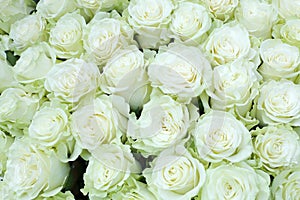 Close-up of bright bunch of freshly cut big white roses