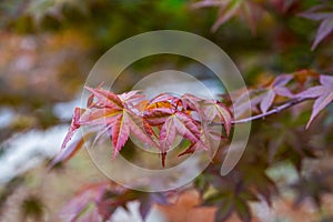 Close-up of a bright dark red red maple leaf