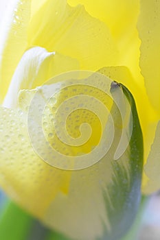 Close-up of a bright fresh yellow tulip with green stripes on petals in light. Bouquet of spring yellow flower macro.