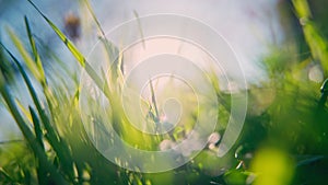 Close-up of bright grass against the blue sky and bright sun.