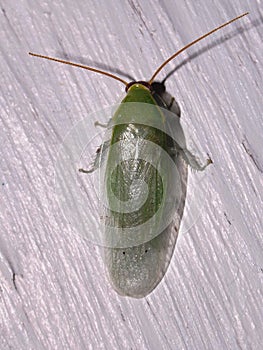 close up of a bright green Cockroach (order Blattodea)