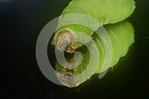 Luna moth caterpillar