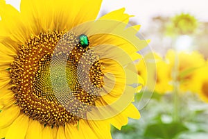 Close-up bright green rose chafer beetle gathering pollen from sunflower plant field. Vibrant colorful summer background