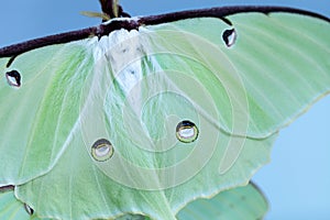 Close up of the bright green wing of a luna moth Actias luna