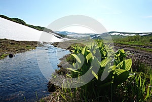 A close up of young green leaves of White False Hellebore (Veratrum album subsp. oxysepalum)