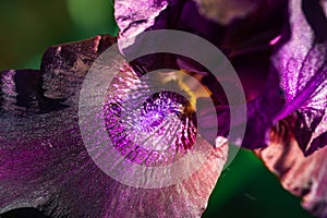 Close-up of a bright Iris flower