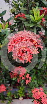 Close-Up of Bright Ixora Flowers with a striking pink color