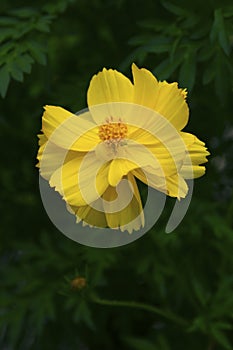 Close-up bright light yellow cosmos bipinnatus flower