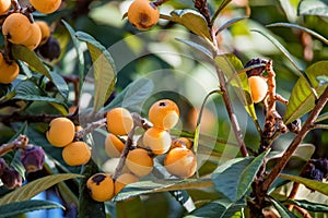 Close up bright Loquat fruits or Eriobotrya japonica on tree.